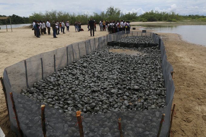 Liberan 21 mil tortugas de dos especies en la cuenca del río Orinoco