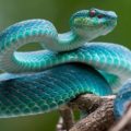 Cada 16 de julio se celebra el Día Mundial de las Serpientes