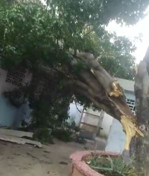 Árbol cayó encima del colegio Carlos Rincón Lubo en el sector Manzana de Oro y destrozó el techo del comedor