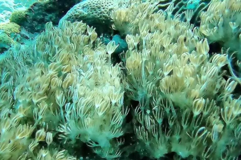 Autoridades ambientales alertan sobre la presencia del coral unomia stolonífera en costas de Venezuela y el Caribe
