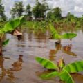 Fuertes lluvias arrasan el 70 % de la producción de plátano en el Sur del Lago: Es preferible regalarlo antes que se pudra, según productores