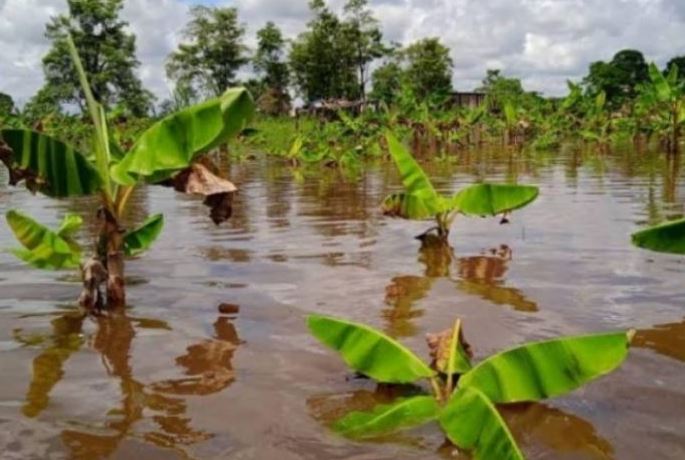 Fuertes lluvias arrasan el 70 % de la producción de plátano en el Sur del Lago: Es preferible regalarlo antes que se pudra, según productores