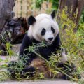 La primera Academia de Pandas de China busca a sus primeros estudiantes universitarios