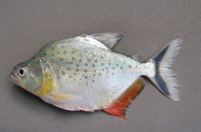 Descubren nueva especie de piraña en Bolivia