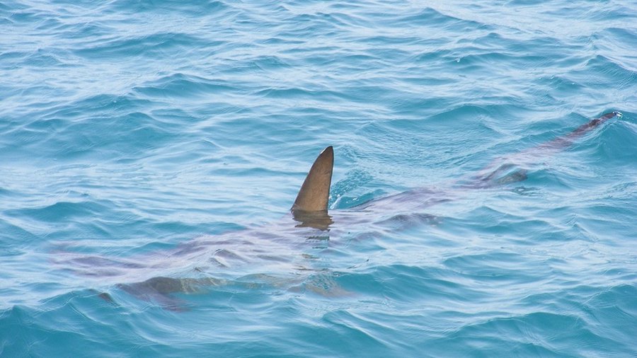 Detectan en Brasil tiburones intoxicados con cocaína 