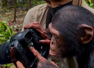 Tchossa, una tierna chimpancé, revisa la sesión de fotos de su hijo