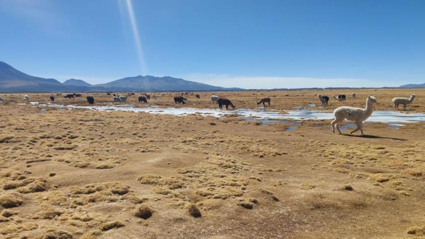 Hallan cadáver de una migrante venezolana en la frontera entre Chile y Bolivia