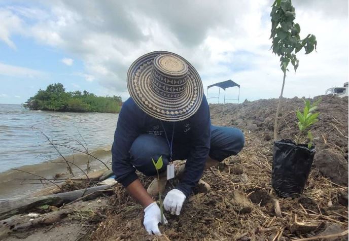 Refuerzan barrera protectora del Lago de Maracaibo con la siembra de mangle rojo