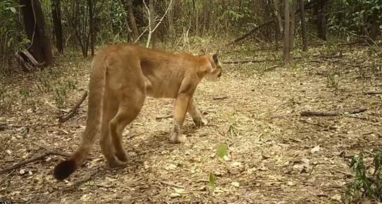 Reportan presencia de Pumas en la Sierra del Perijá