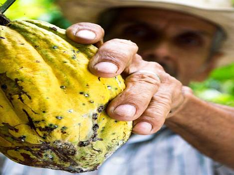 Venezuela busca fortalecer la investigación y producción de cacao