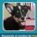 Buscan un cachorrito en Sierra Maestra: Responde a Cheis