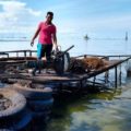 Tonina, tortuga y un manatí fueron algunos de los animales hallados petrolizados en el Lago de Maracaibo