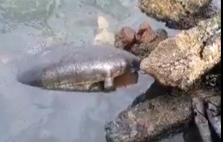 Encuentran un manatí muerto a orillas del Lago de Maracaibo