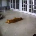 Perrito despertó a su amigo al ver que estaba teniendo una pesadilla