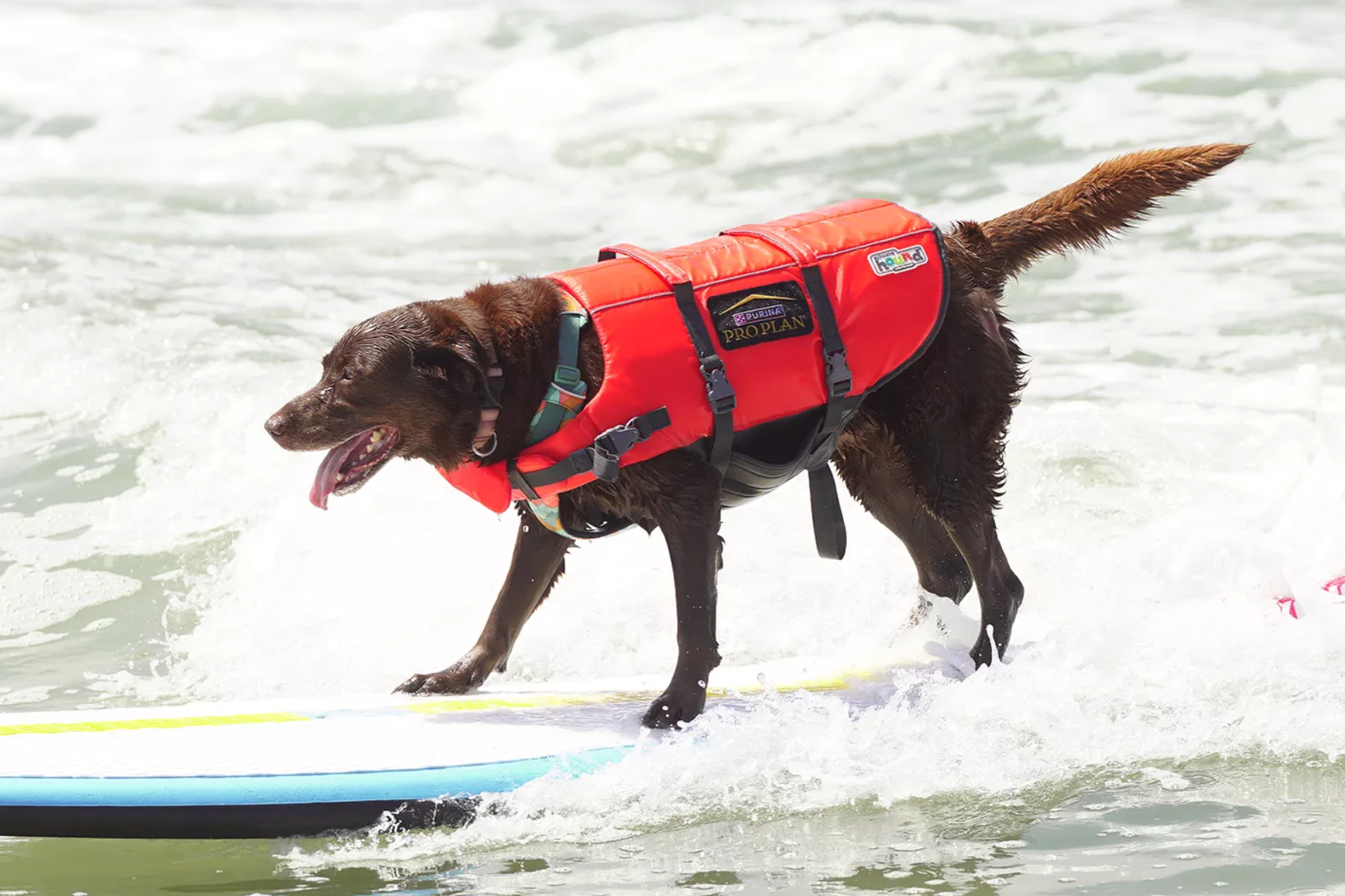 La conmovedora historia de Koa, la perrita que superó el cáncer y ganó una competencia de surf canino