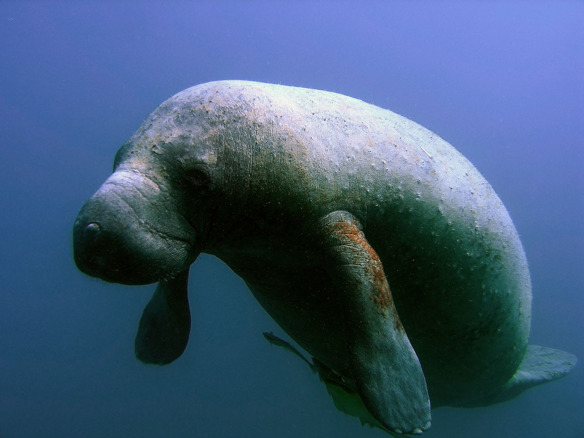 Era hembra el manatí hallado sin vida a orillas del Lago: Desconocen causas de la muerte