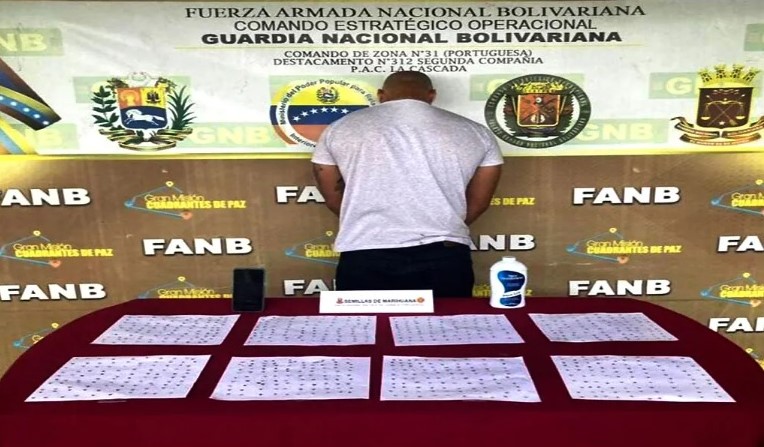 Viajaba desde el Táchira hacia Puerto La Cruz con 810 semillas de marihuana: Fue detenido en Portuguesa