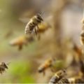 Un enjambre de abejas africanas alarman a los conductores de los carritos de Pomona