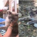 Misteriosa travesía: Un gato perdido recorrió más de 1.300 km durante dos meses para reunirse con sus dueños