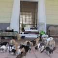 Cerrados los refugios de animales: Sueltan centenares de perros y gatos a las calles de Maracaibo por no poder mantenerlos