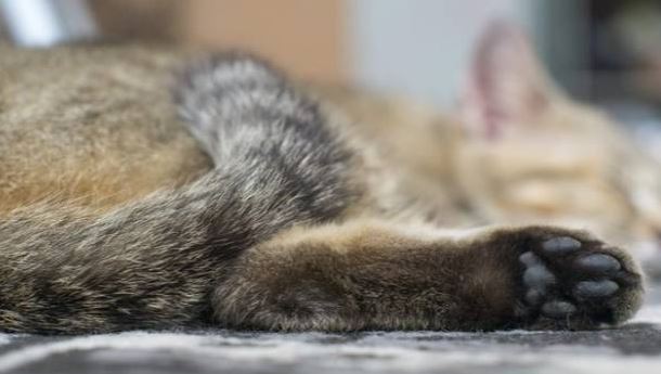 Más de 30 gatos muertos en el mercado libre de Maracay