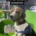 Se extravió perro en Villa Santa Fe 3: Sus dueños ofrecen recompensa