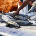 Mujeres de la Guajira venezolana ponen en práctica el comercio binacional en Maicao con la venta de pescado