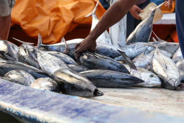 Mujeres de la Guajira venezolana ponen en práctica el comercio binacional en Maicao con la venta de pescado