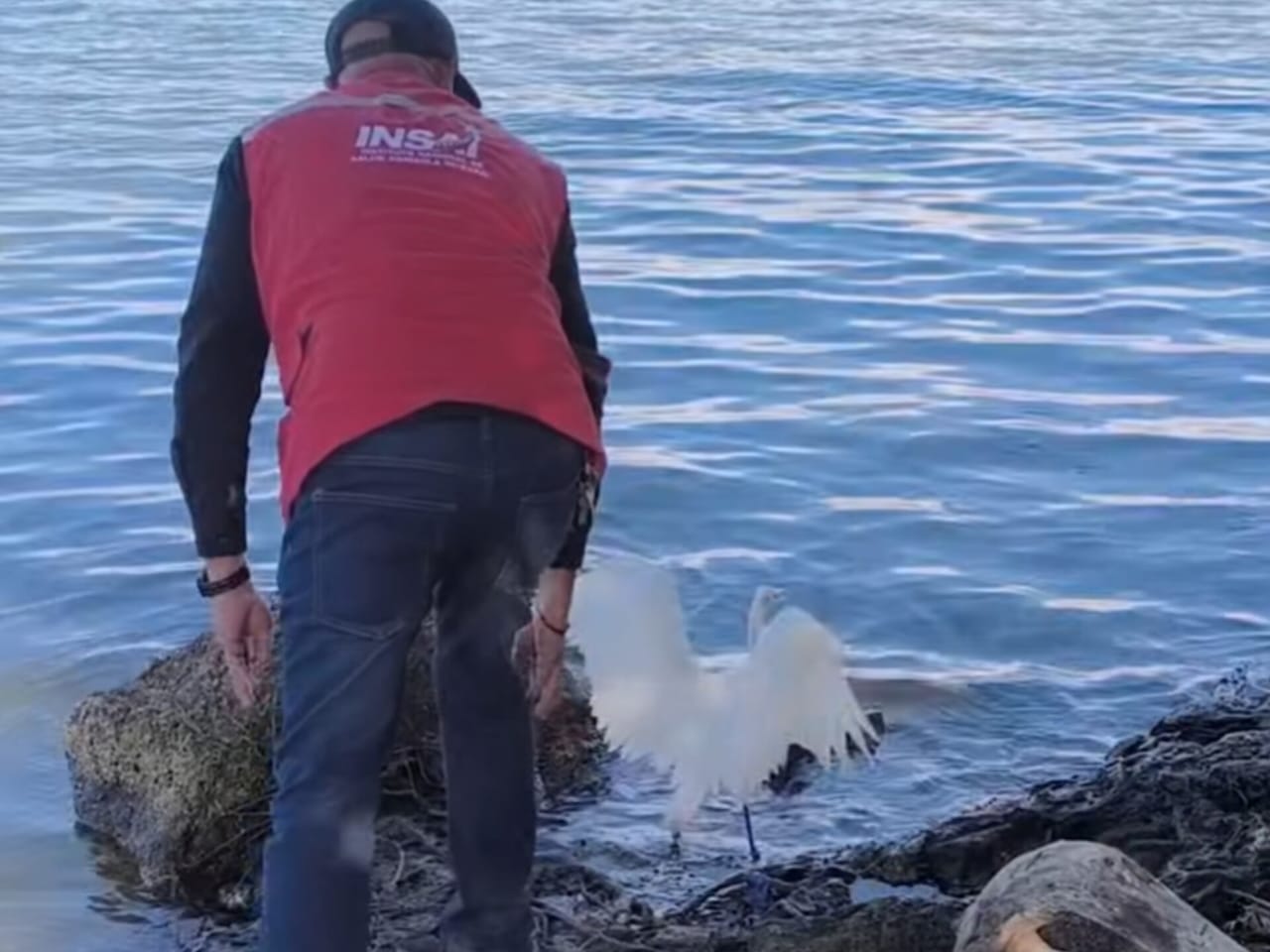 Liberan rehabilitada a la Garza Ardea alba que fue hallada petrolizada en el Puerto de Maracaibo