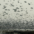 Alertan contra la caza ante llegada de aves migratorias