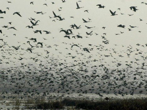 Alertan contra la caza ante llegada de aves migratorias