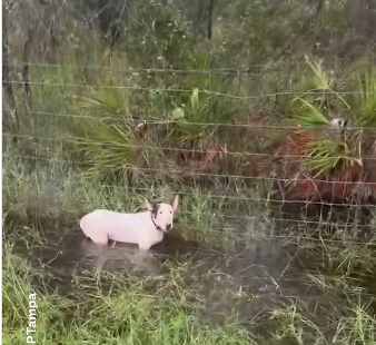 Se fueron de Florida por el Huracán y dejaron botado al perrito: Gobernador tomará medidas