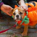 Nueva York celebra Halloween con un desfile canino