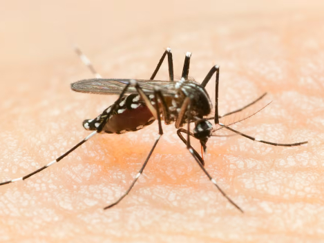 Denuncian brote de zancudos y mosquitos en el municipio Guajira