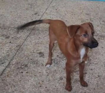 Buscan a Roki, un perrito que se perdió en La Rotaria