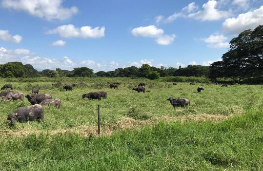 Descuartizaron 12 vacas de ordeño y robaron su carne en una finca de Machiques