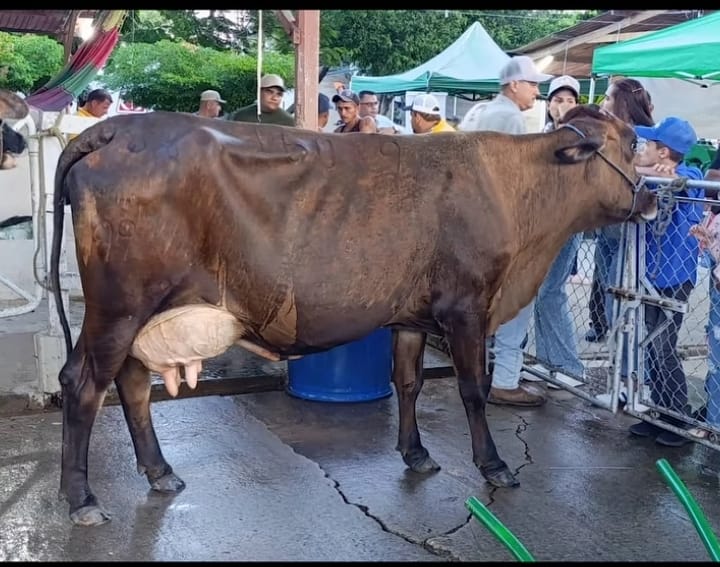 La XLVII feria Expocomercial y Ganadera de La Villa del Rosario dejó cuatro récords en producción de leche