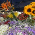 Vendedores logran que las flores en Maracaibo sobrevivan a los 40° de temperatura:  Hielo, un chorrito de cloro o azúcar, entre los trucos para que no se marchiten