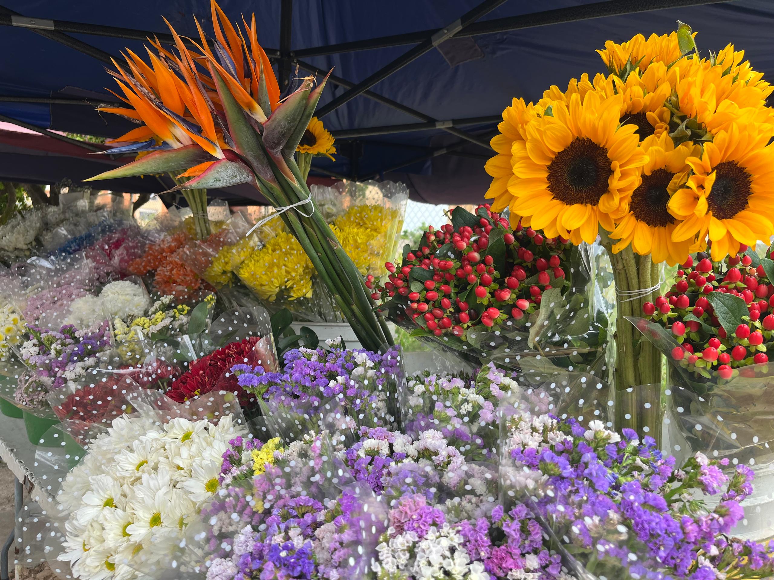 Vendedores logran que las flores en Maracaibo sobrevivan a los 40° de temperatura:  Hielo, un chorrito de cloro o azúcar, entre los trucos para que no se marchiten