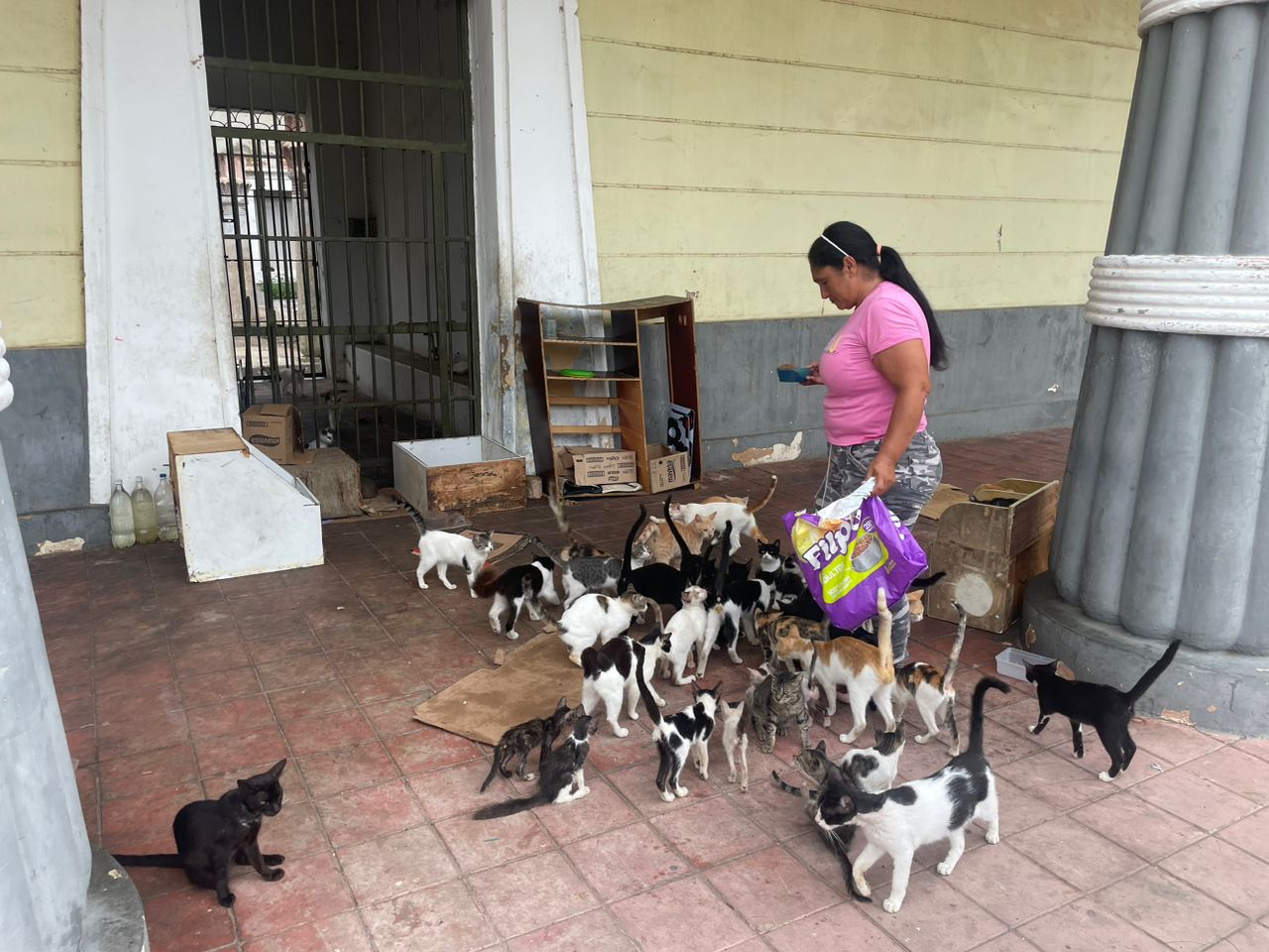 Un centenar de gatos niegan 