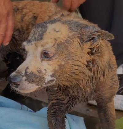 Así limpiaron a Princesa, la perrita que encontraron llena de petróleo en el Lago y que no podía alimentarse