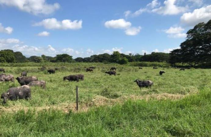 Rescatan 11 reses en canal tras ser descuartizadas   en una finca de Machiques