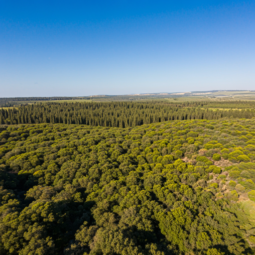 Un pedazo de Venezuela en Israel: El bosque Simón Bolívar