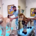 Arte real ‘no tóxico’ viraliza a un peluquero de mascotas en Brasil