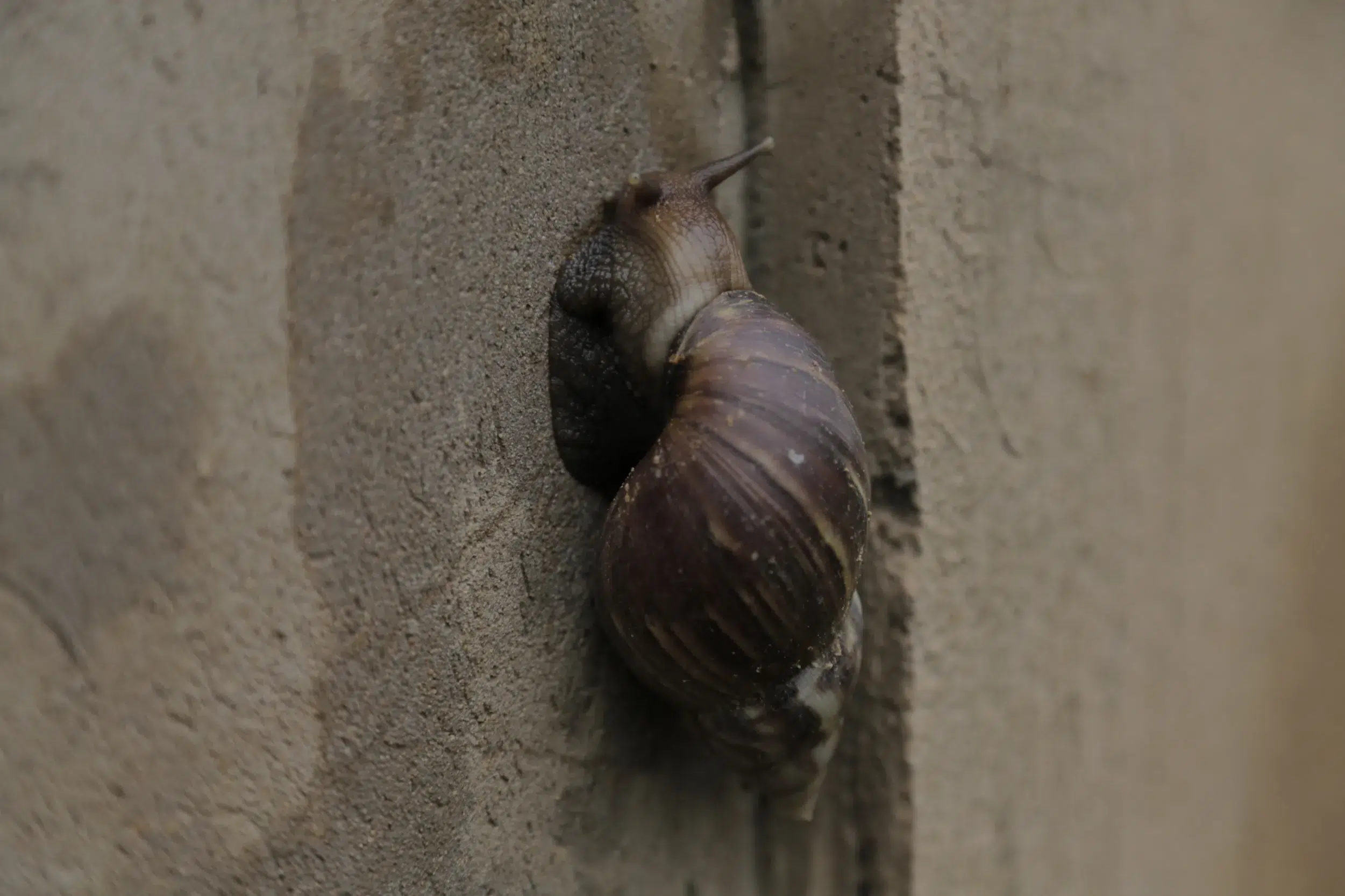 Caracol africano reaparece en Maracaibo tras intensas lluvias