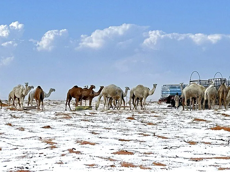 Desierto de Arabia Saudita registra la primera nevada en su historia