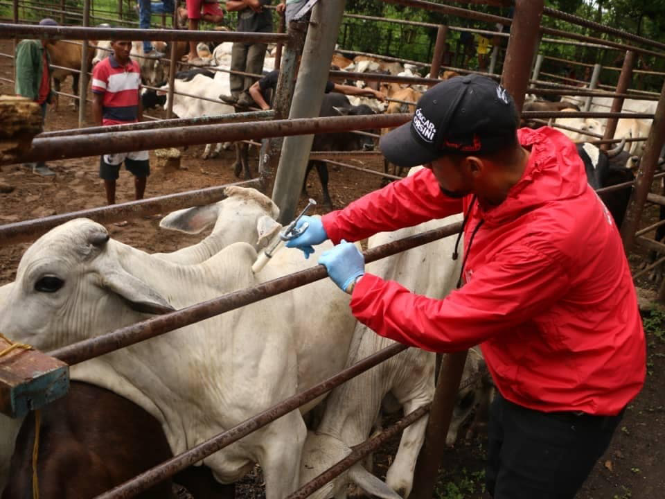 Venezuela comienza ciclo de vacunación del rebaño contra la fiebre aftosa