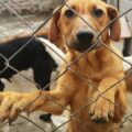 Arrojaron comida envenenada en un refugio de animales en Maracay, cinco murieron