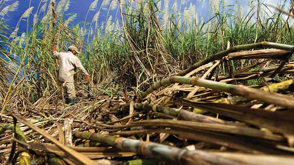 Central Azucarero Portuguesa (Capca) se propone aumentar la producción de azúcar un 10 % para el próximo año