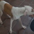 Un hogar para Pepe: Perrito agredido en La Floresta